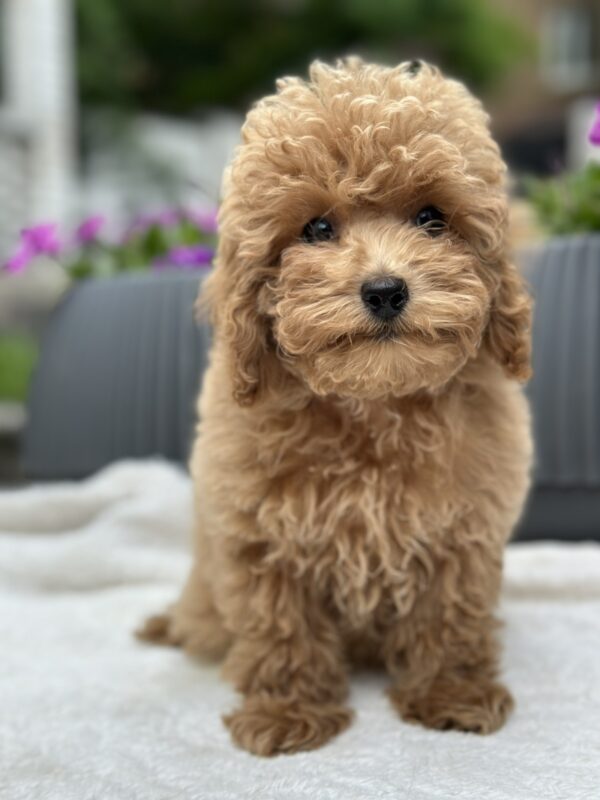 Borman Maltipoo