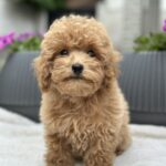 Marcela Maltipoo