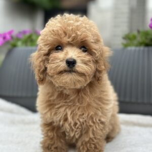 Borman Maltipoo