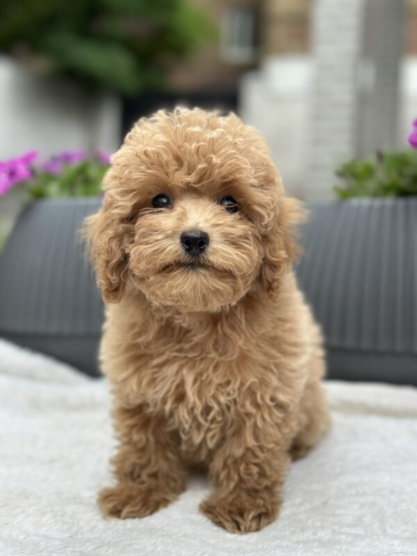 Borman Maltipoo