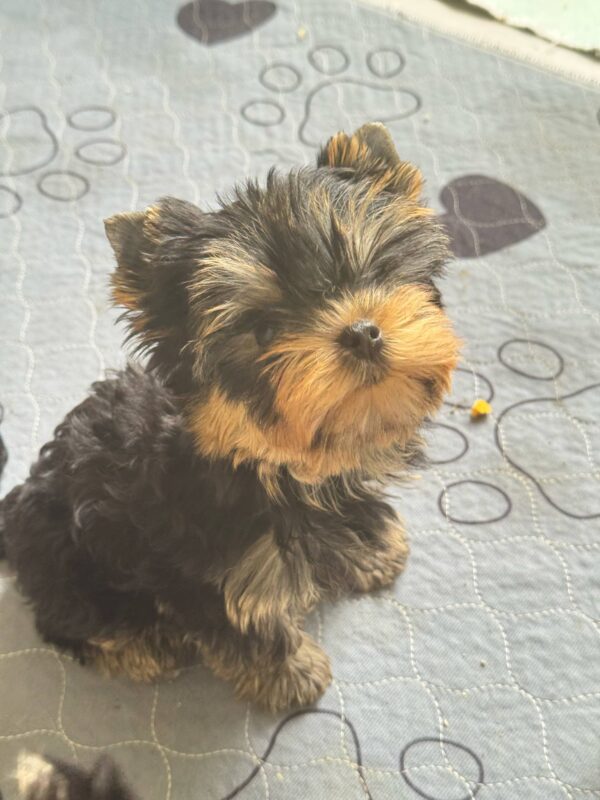 Bottega Yorkshire Terrier