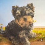 Louie Yorkshire Terrier