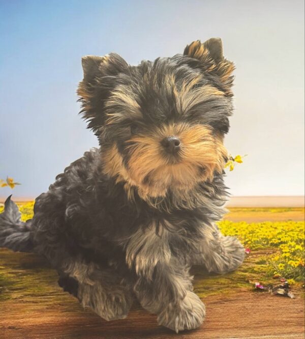 Bottega Yorkshire Terrier