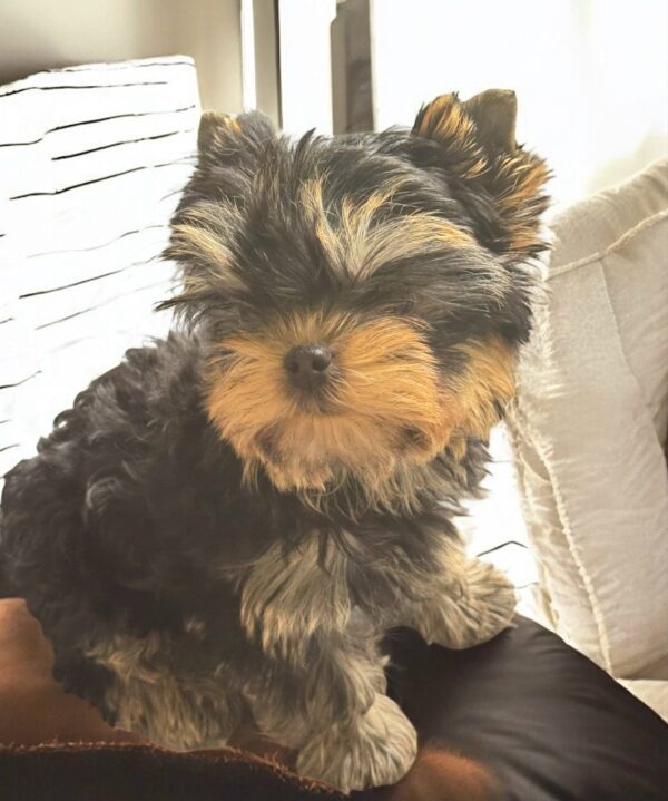 Bottega Yorkshire Terrier