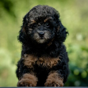 Bridget Toy Poodle
