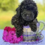 Biata Toy Poodle