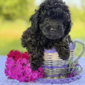 Bridget Toy Poodle