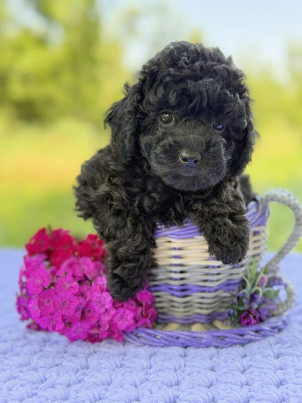 Bridget Toy Poodle