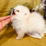Bubu-female-pomeranian-puppy-for-sale- (1)
