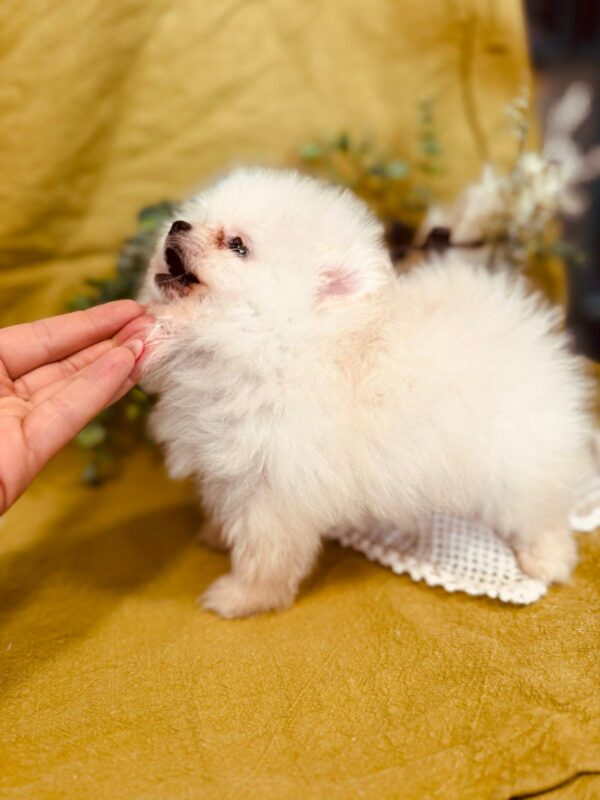 Bubu Pomeranian