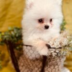 Bubu-female-pomeranian-puppy-for-sale- (2)