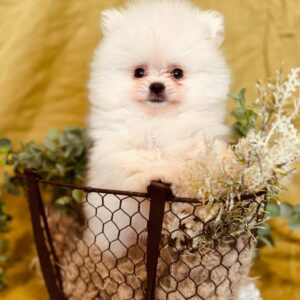 Bubu Pomeranian