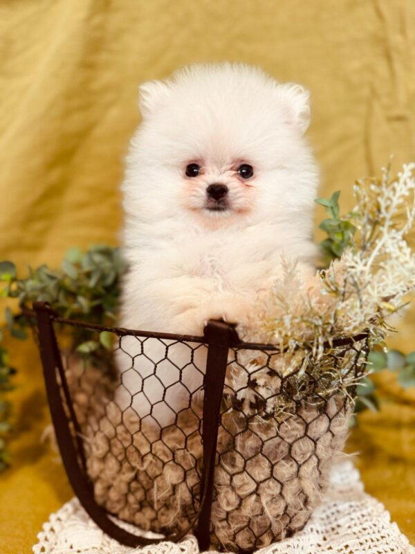 Bubu Pomeranian