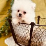 Bubu-female-pomeranian-puppy-for-sale- (4)