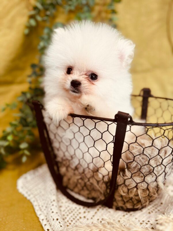 Bubu Pomeranian