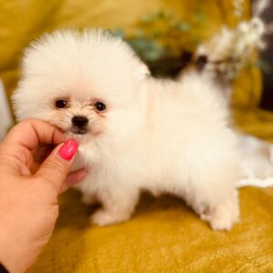 Bubu Pomeranian