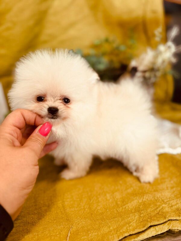Bubu Pomeranian