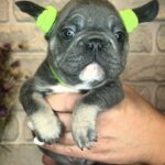 Bunny-male-Big-Rope-Frenchie-puppy-for-sale-1