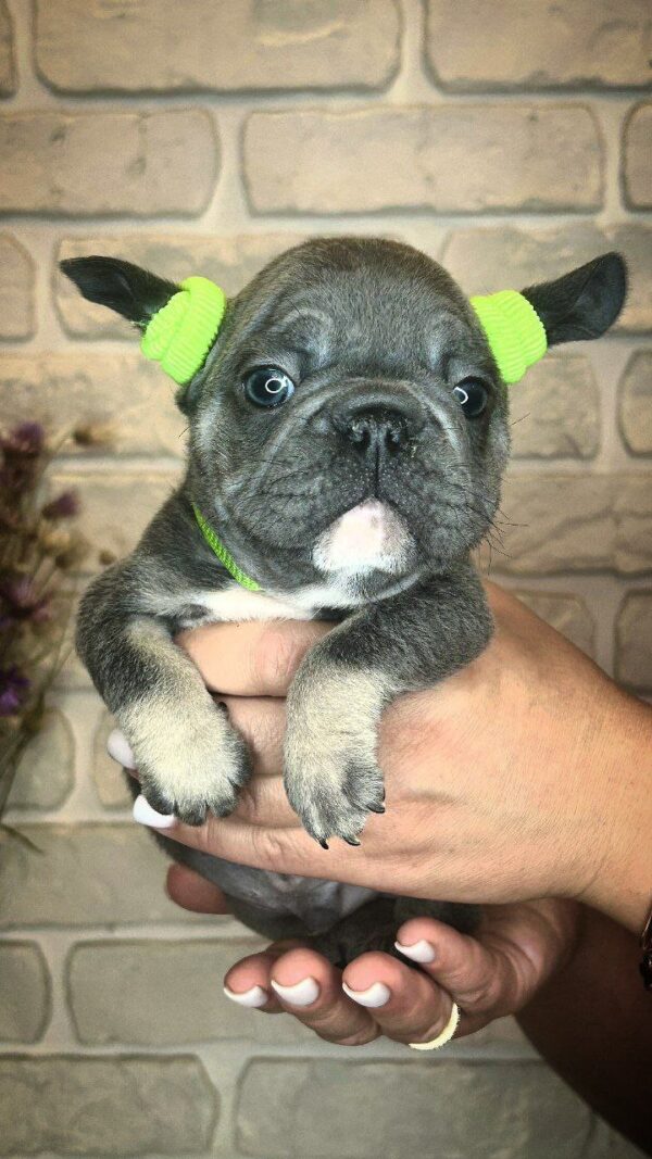 Bunny Big Rope French Bulldog