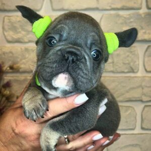 Bunny Big Rope French Bulldog