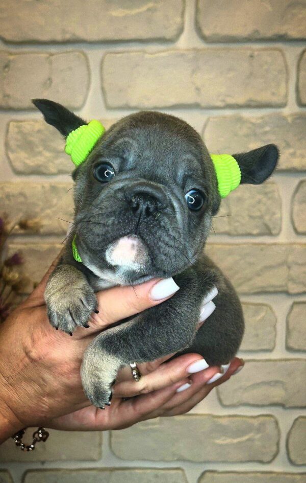 Bunny Big Rope French Bulldog