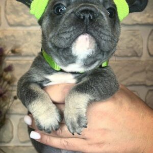 Bunny Big Rope French Bulldog