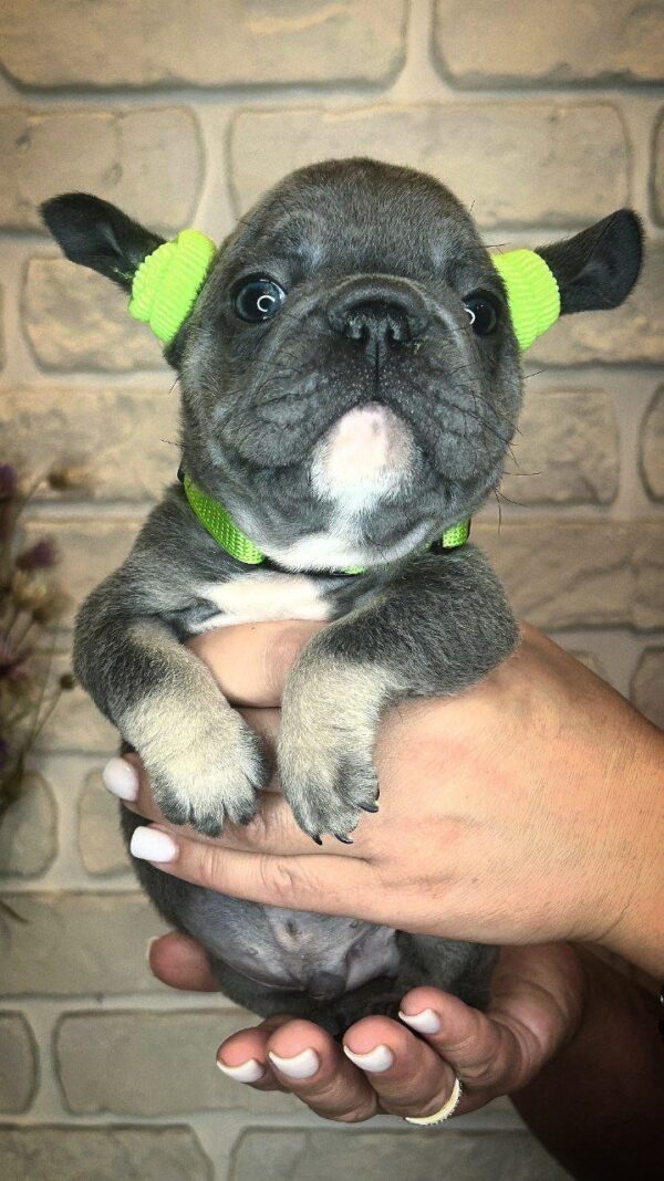 Bunny Big Rope French Bulldog