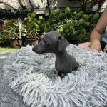 Cana-female-Italian-sighthound-puppy-for-sale-1 (1)