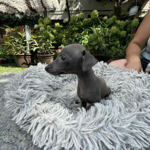 Cana Italian Sighthound