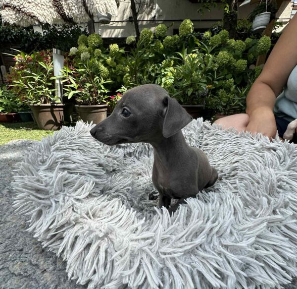 Cana Italian Sighthound