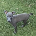 Kada Italian Sighthound