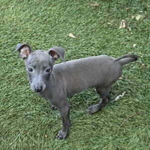 Cana Italian Sighthound