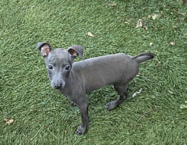 Cana Italian Sighthound