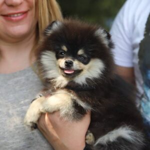 Candy Pomeranian