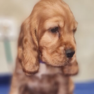 Caps English Cocker Spaniel