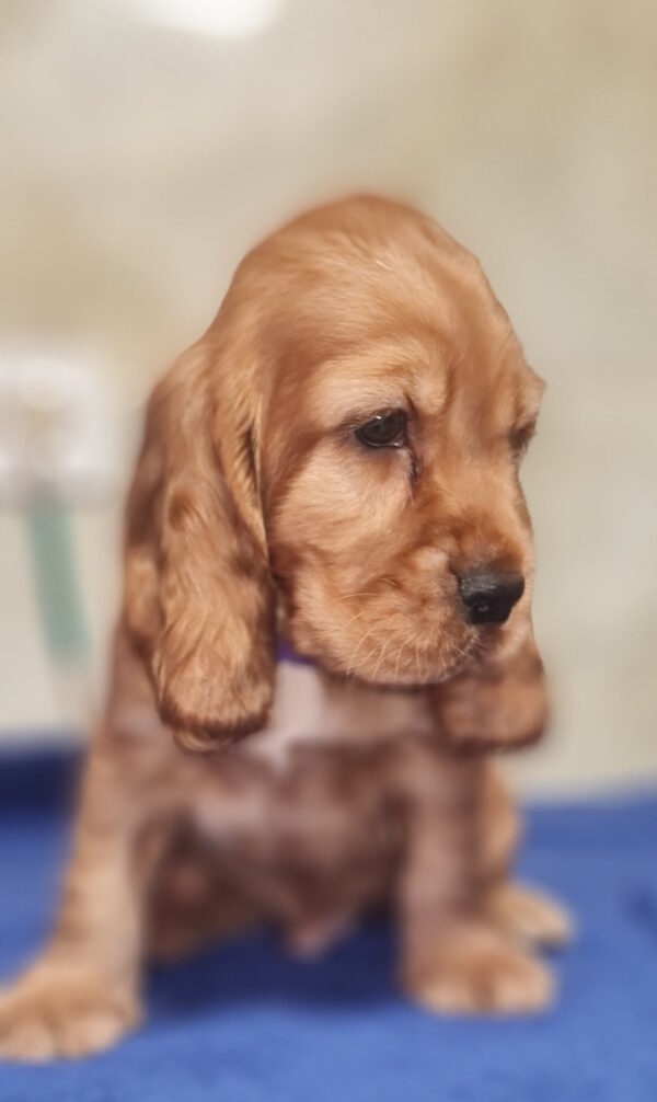 Caps English Cocker Spaniel