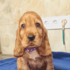 Caps English Cocker Spaniel