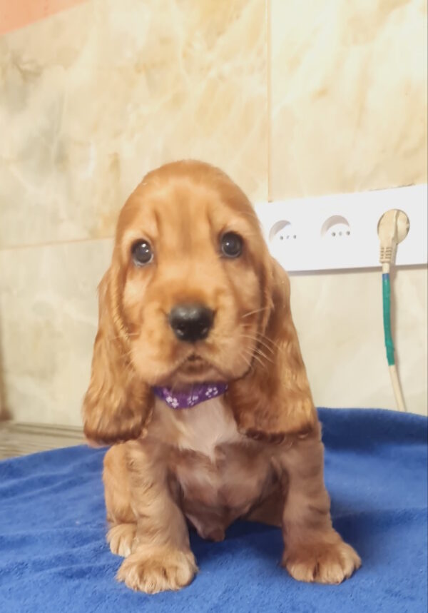 Caps English Cocker Spaniel