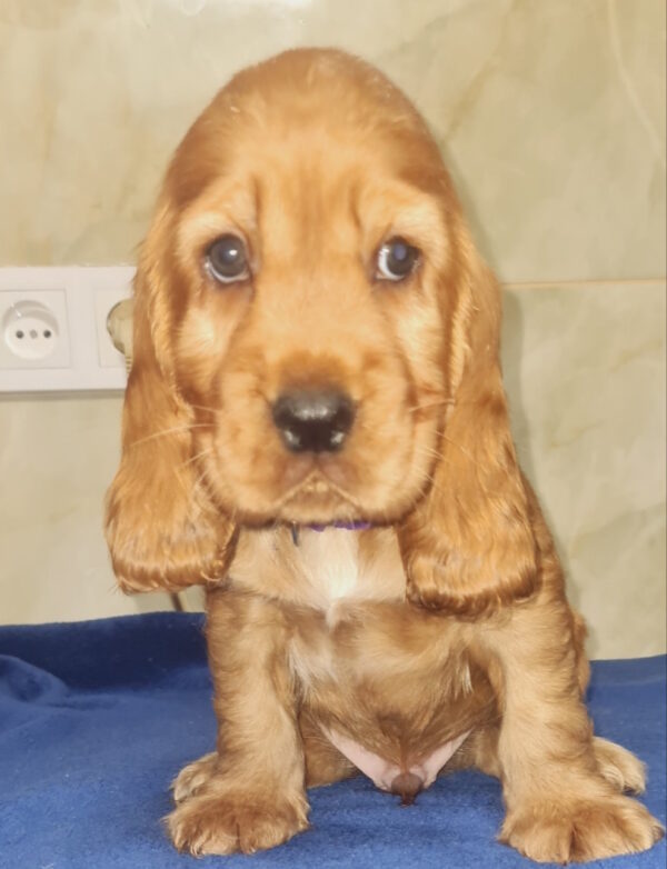 Caps English Cocker Spaniel
