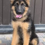Cassio-male-German-shepherd-puppy-for-sale-1 (1)