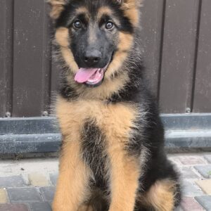 Cassio German Shepherd