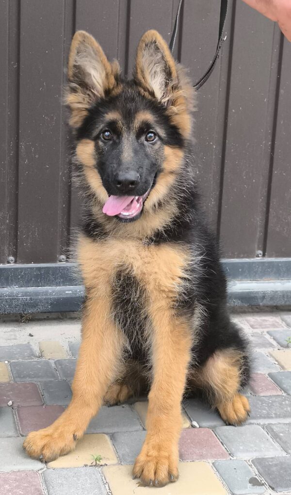 Cassio German Shepherd