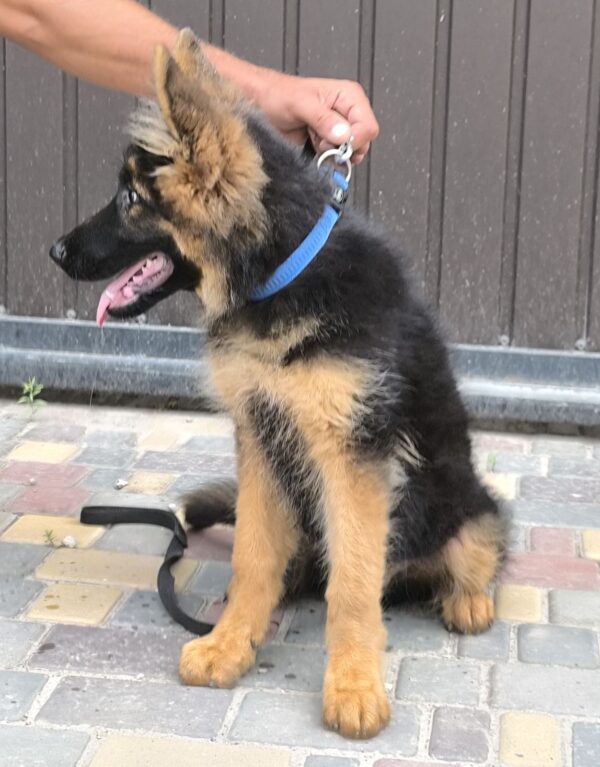 Cassio German Shepherd