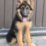 Comandante German Shepherd