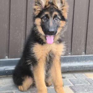 Cassio German Shepherd