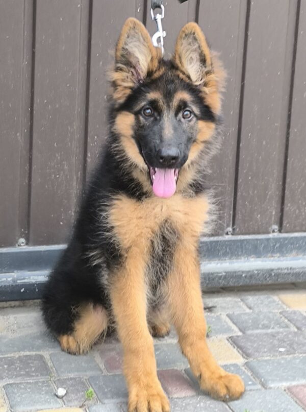 Cassio German Shepherd