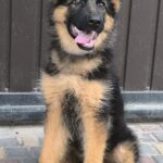Cassio-male-German-shepherd-puppy-for-sale-1 (4)