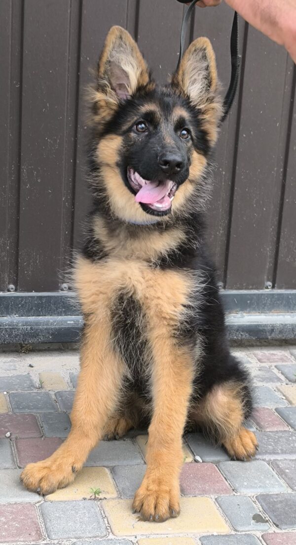 Cassio German Shepherd