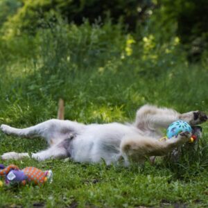 Cassio Golden Retriever