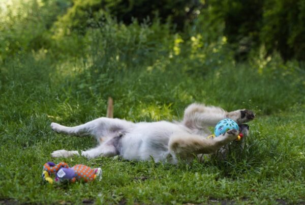 Cassio Golden Retriever